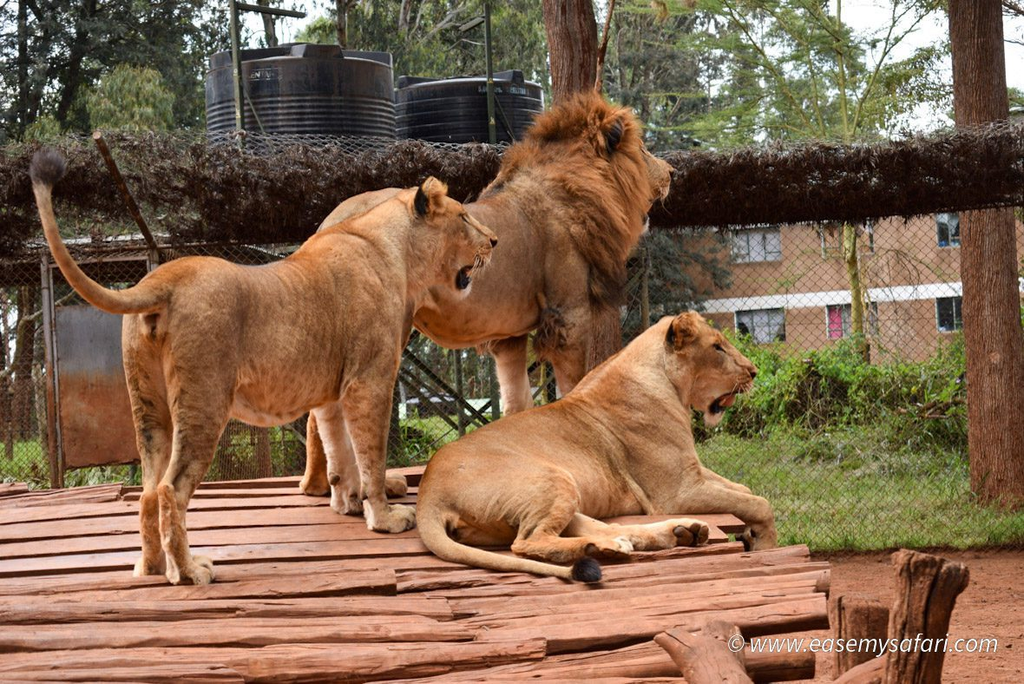 lions in uganda national park