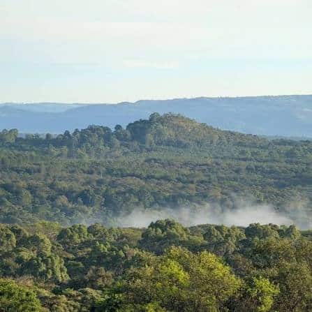 Kakamega Forest in western Kenya