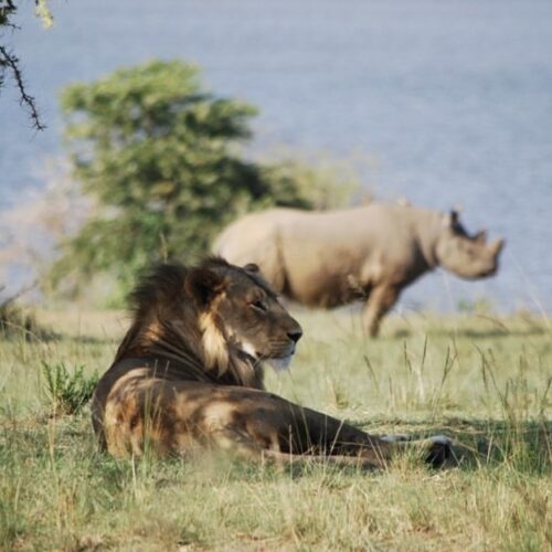 Akagera and Nyungwe safari