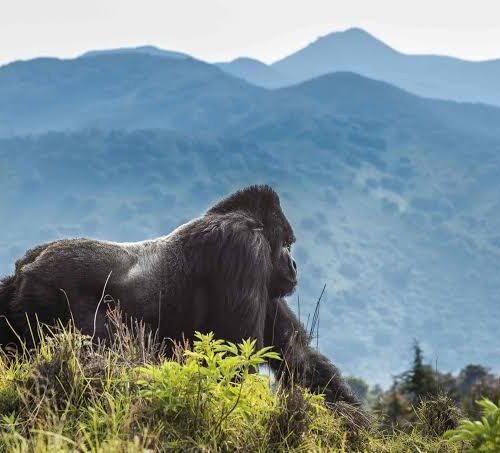 Gorilla Trekking Rwanda Volcanoes National Park