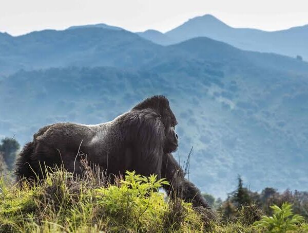 Gorilla Trekking Rwanda Volcanoes National Park
