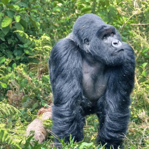 Rwanda primate safari