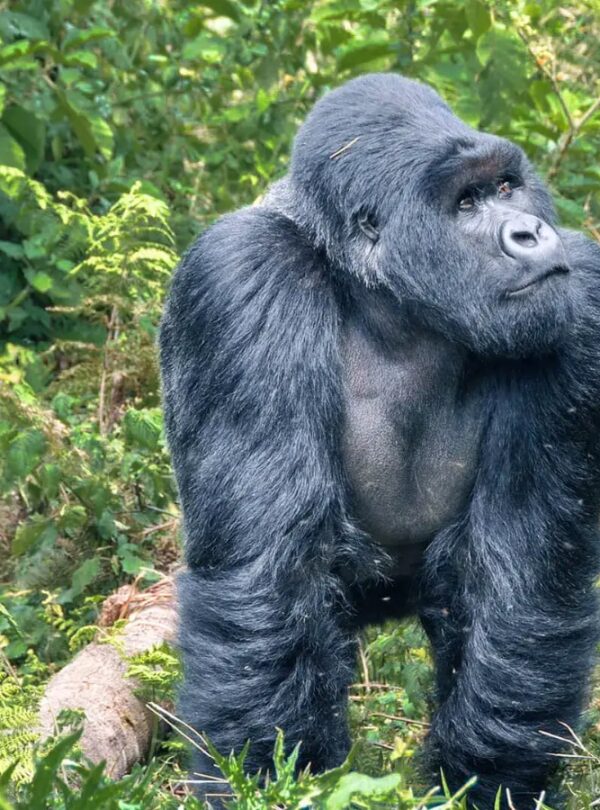 Rwanda primate safari