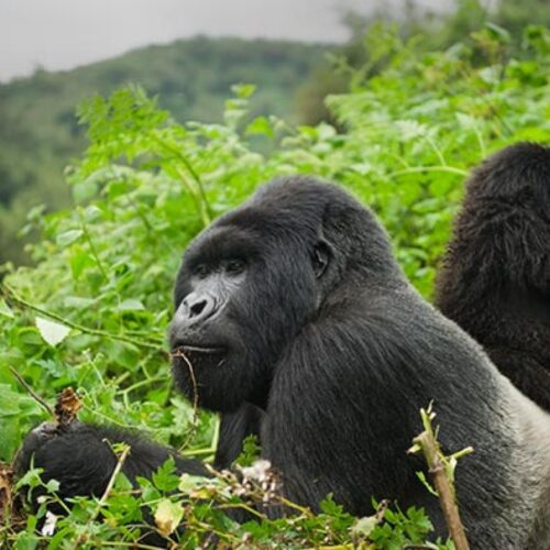 Gorilla Trekking Rwanda safari at volcanioes national park