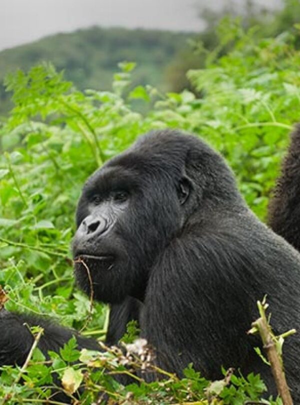 Gorilla Trekking Rwanda safari at volcanioes national park