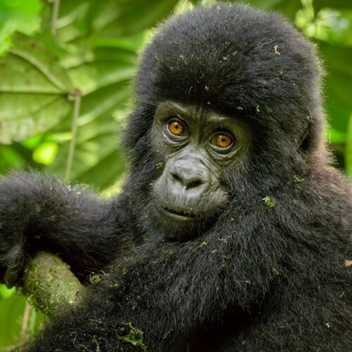 Gorilla Trekking Rwanda volcanoes national park safari