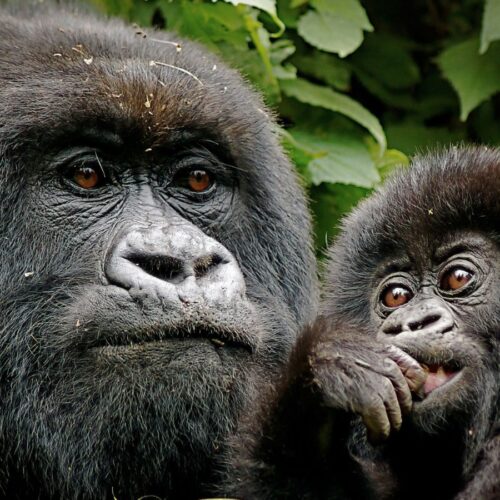 Gorilla and Golden Monkey Trekking