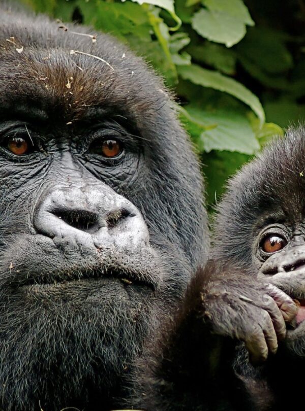 Gorilla and Golden Monkey Trekking