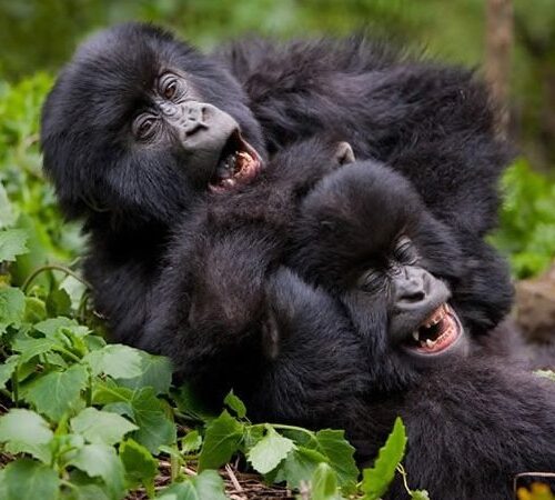 Gorilla and Golden Monkey Trekking at Volcanoes National Park Safari