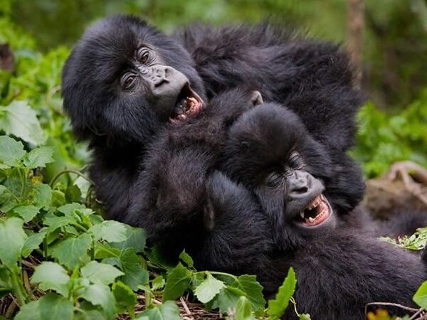 Gorilla and Golden Monkey Trekking at Volcanoes National Park Safari