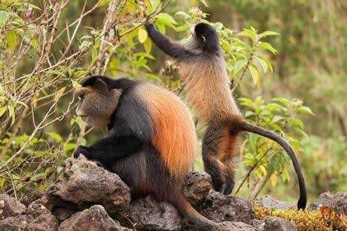 Golden Monkey and Bisoke Hike tour