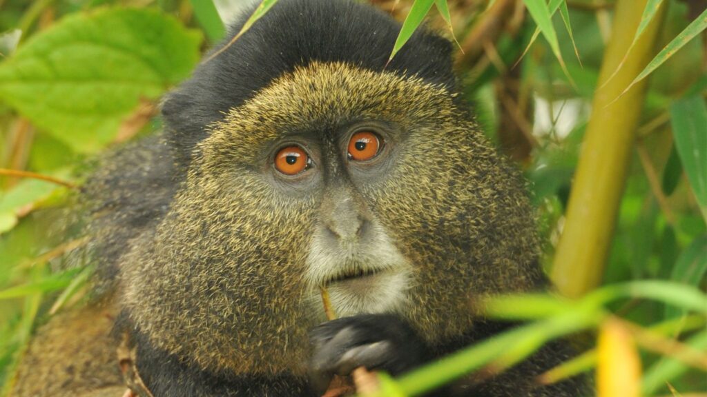 Golden Monkey and Bisoke Hike tour