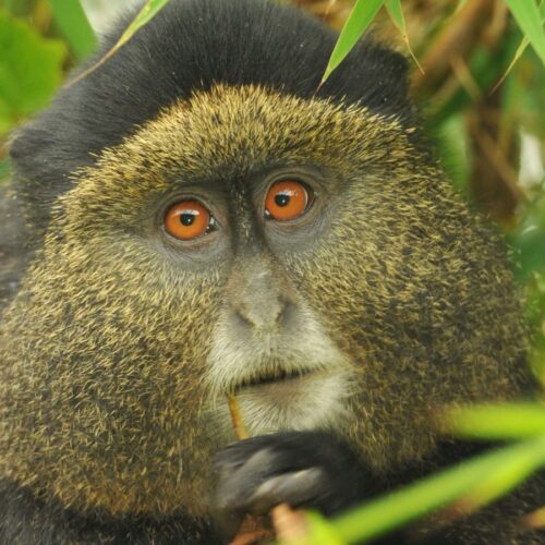 Golden Monkey and Bisoke Hike tour