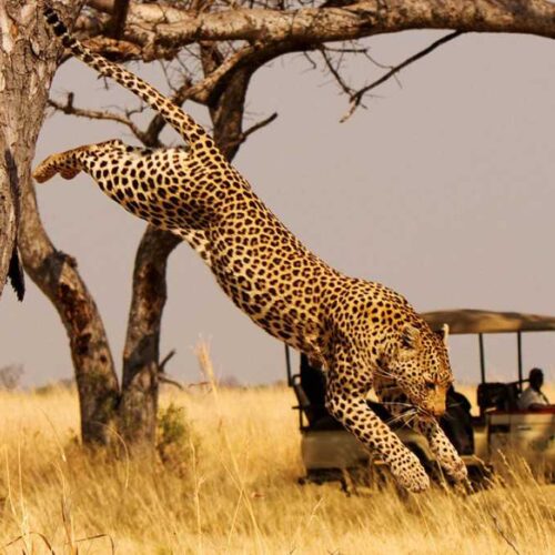 Leopard-at-Akagera-National-Park