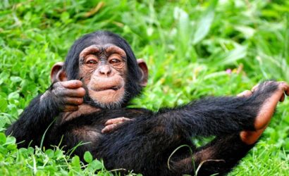 Nyungwe Forest National Park tour canopy walk and chimpanzee trek