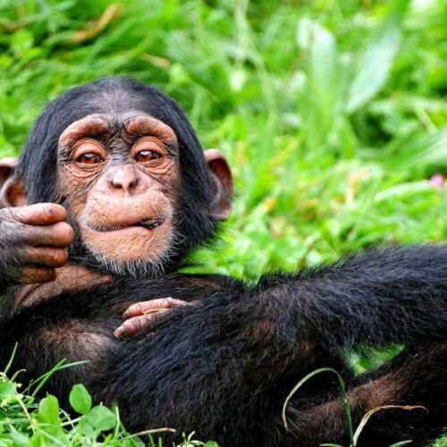 Nyungwe Forest National Park tour canopy walk and chimpanzee trek