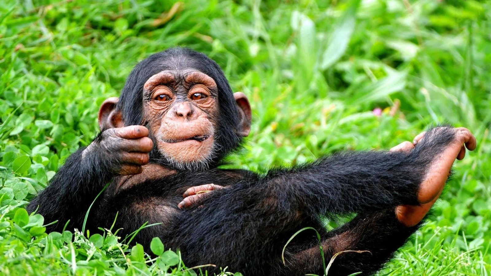 Nyungwe Forest National Park tour canopy walk and chimpanzee trek