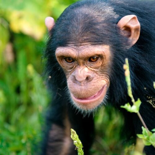 Rwanda primate safari