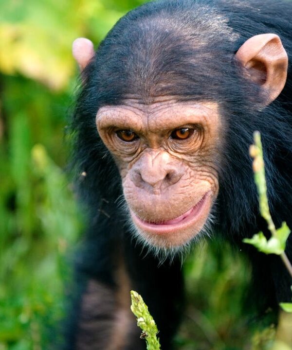 Rwanda primate safari