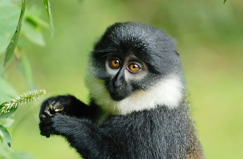 Nyungwe Forest National Park tour colombus monkey