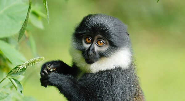 Nyungwe Forest National Park tour colombus monkey
