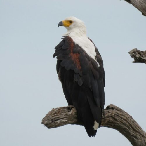 African fish eagle perched on a dead branch