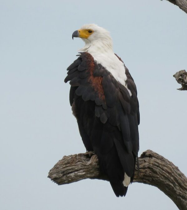 African fish eagle perched on a dead branch