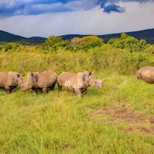 akagera-and-nyungwe-safari-big-five-and-chimpanzee