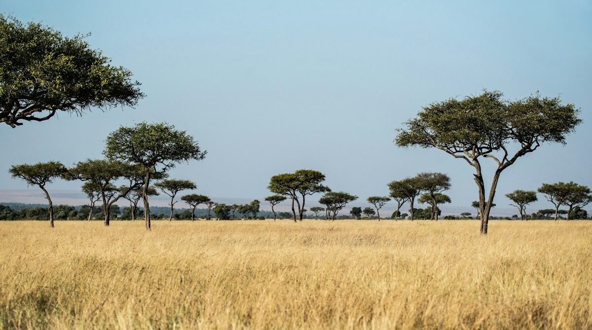 Best Masai Mara Camps by Budget: Where to Stay in the Mara