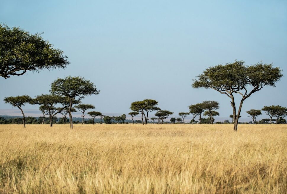 Masai Mara camps - acacia trees across golden savanna under a clear blue sky in the Masai Mara National Reserve, Kenya