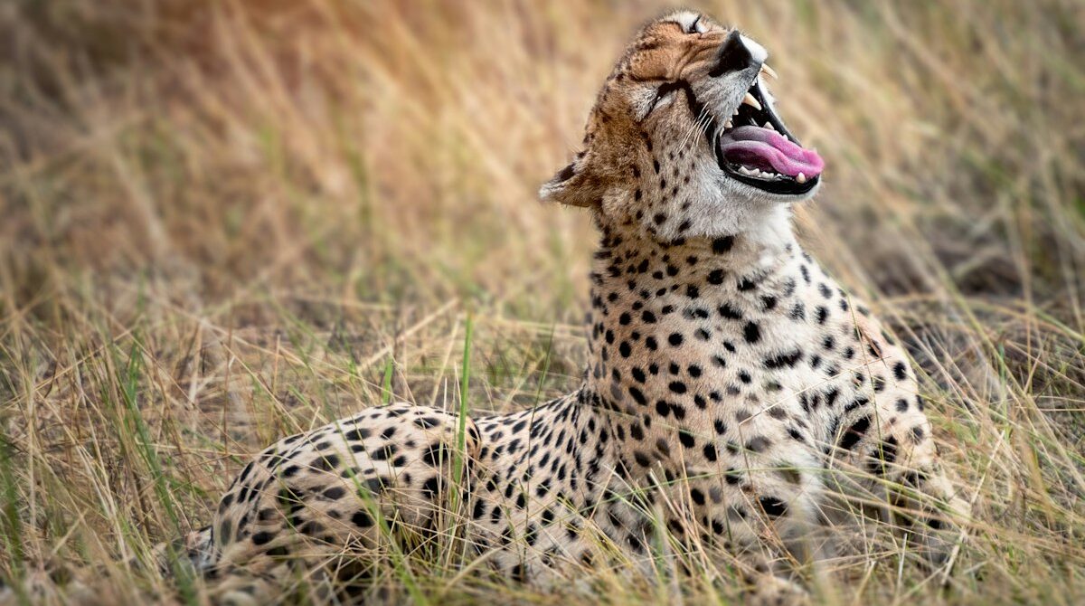 Best Serengeti Camps: Where to Stay by Area, Season and Budget