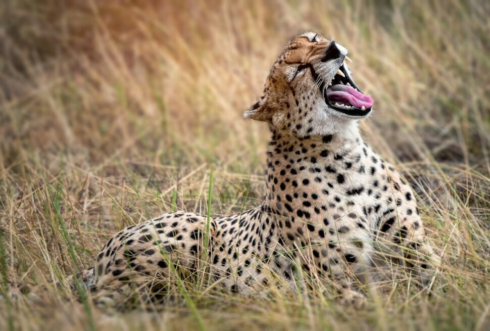 Serengeti camps – a cheetah resting in the grass in Serengeti National Park, Tanzania