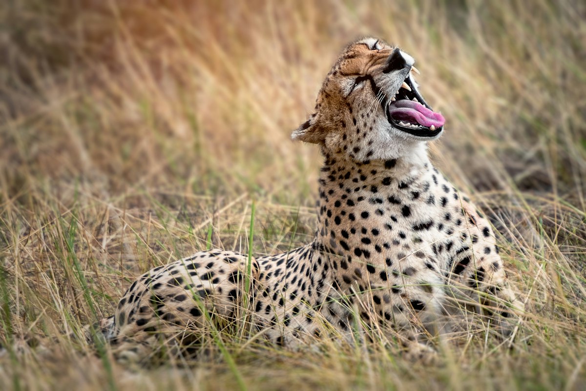 Serengeti camps – a cheetah resting in the grass in Serengeti National Park, Tanzania