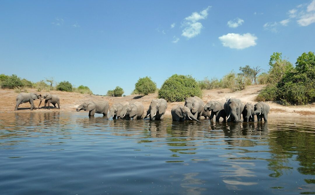 Best Time to Visit Botswana for Floods, Elephants, Zebra Herds or Lower Prices