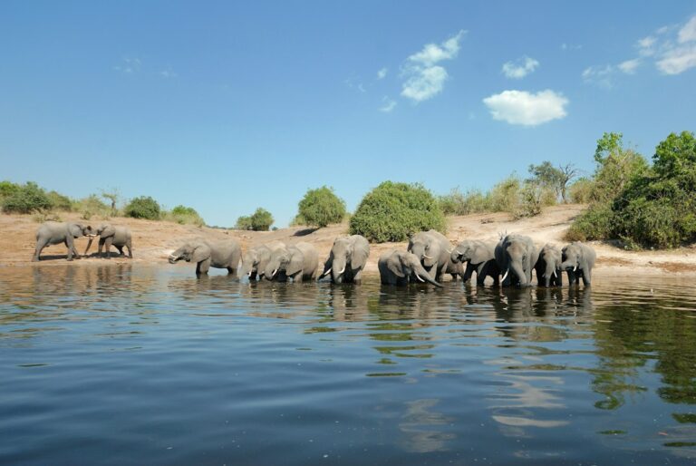 Best Time to Visit Botswana for Floods, Elephants, Zebra Herds or Lower Prices