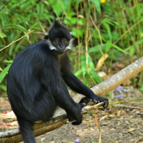 Black-and-white colobus monkey in the forest