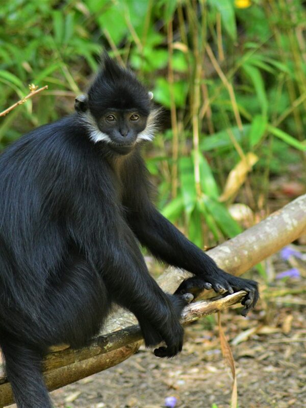 Black-and-white colobus monkey in the forest