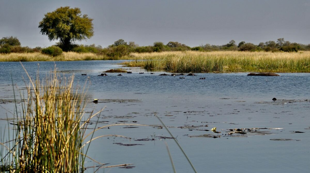 Botswana in December: Where the Wildlife Is and What to Expect