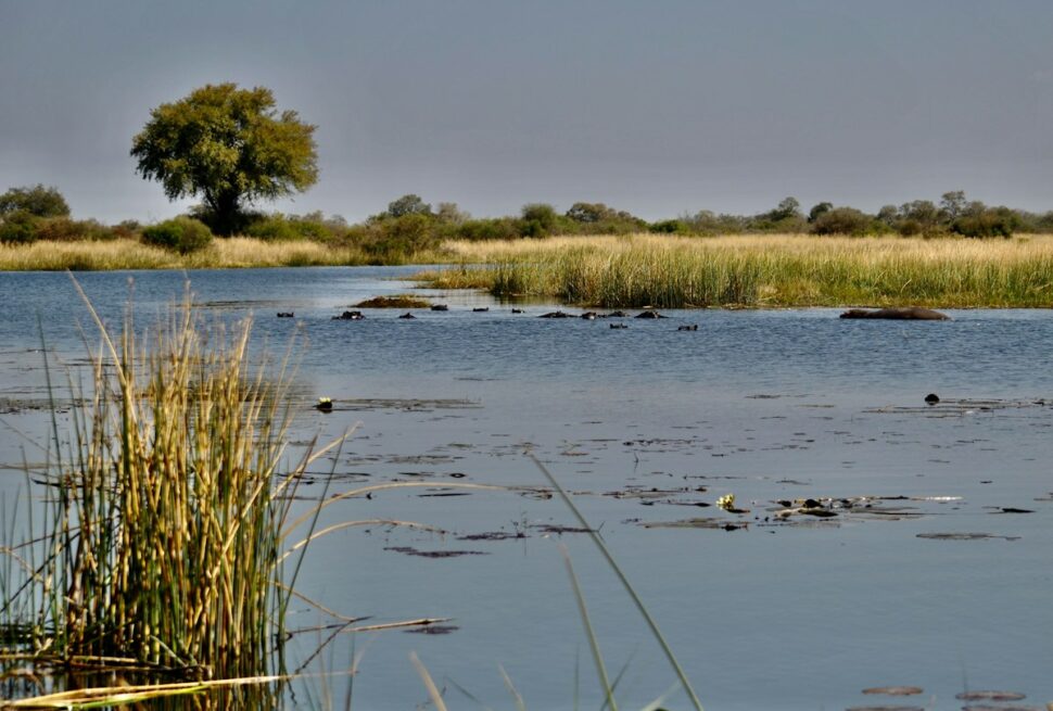Botswana in December - green grassland and water lilies in the Okavango Delta