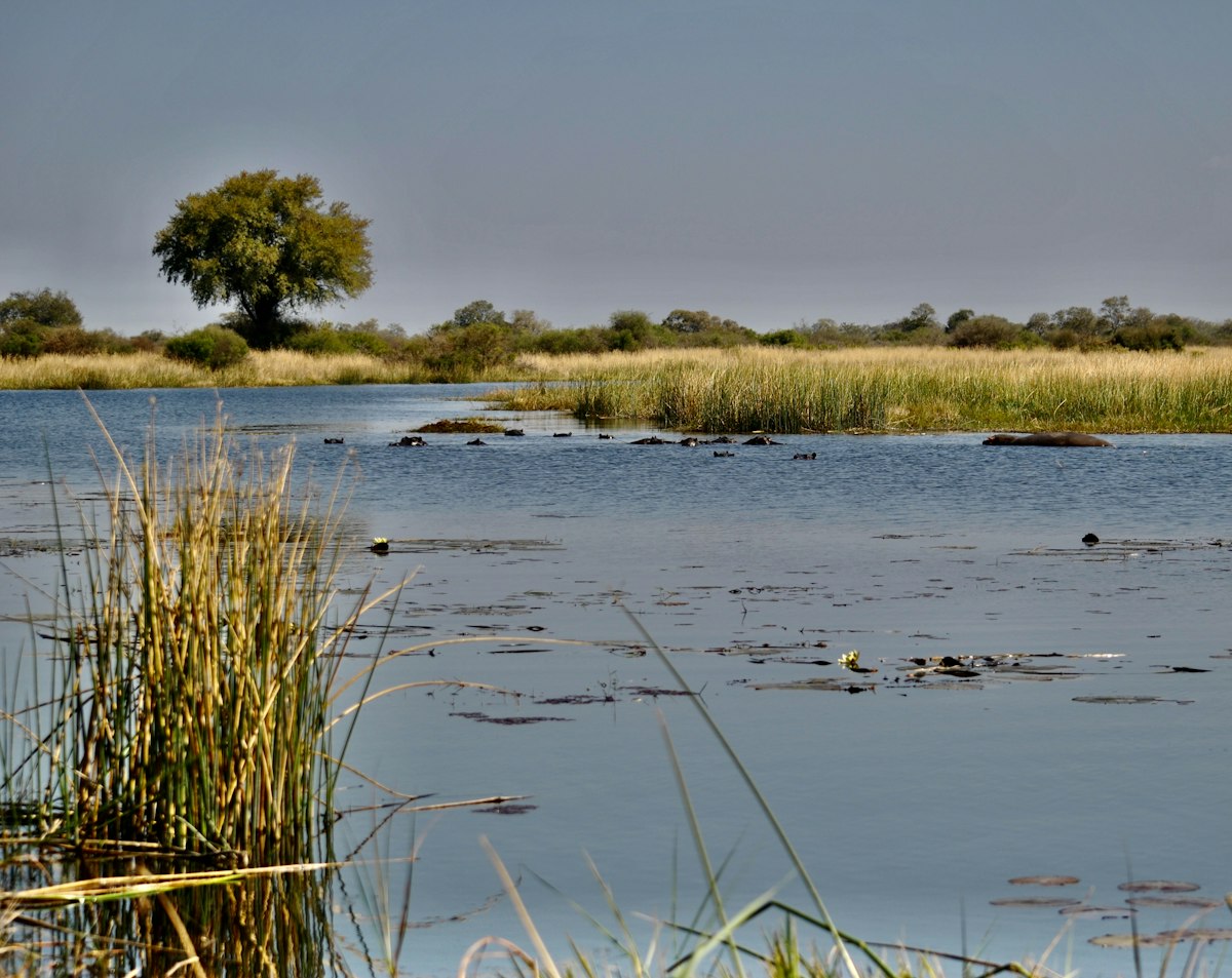 Botswana in December - green grassland and water lilies in the Okavango Delta