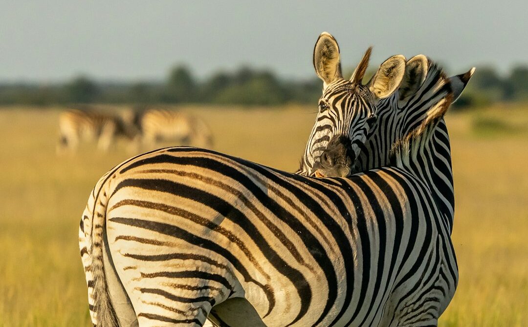 Botswana in January: Green Season Safari Guide and Where to Go