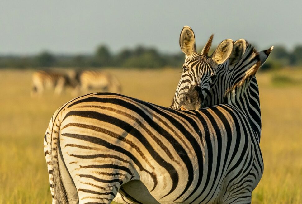Botswana in January – zebra standing on grassland in Botswana