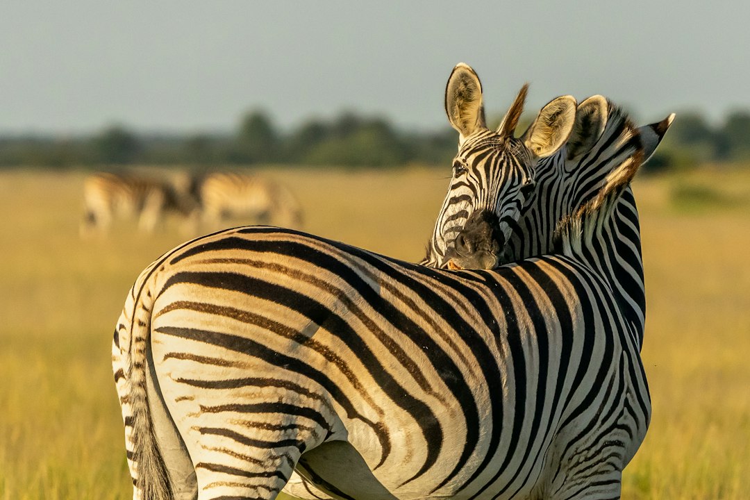 Botswana in January – zebra standing on grassland in Botswana