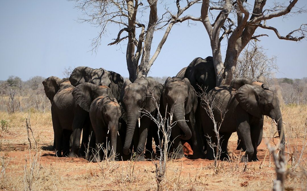 A Botswana Safari Guide for First-Timers, From the Okavango to the Kalahari