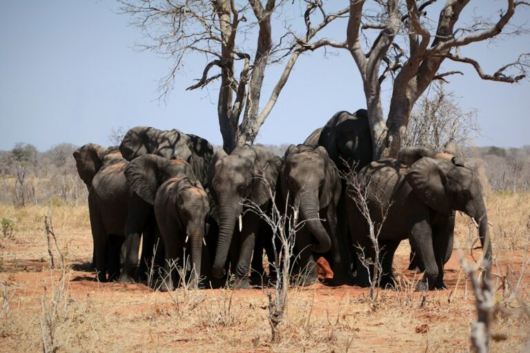 A Botswana Safari Guide for First-Timers, From the Okavango to the Kalahari