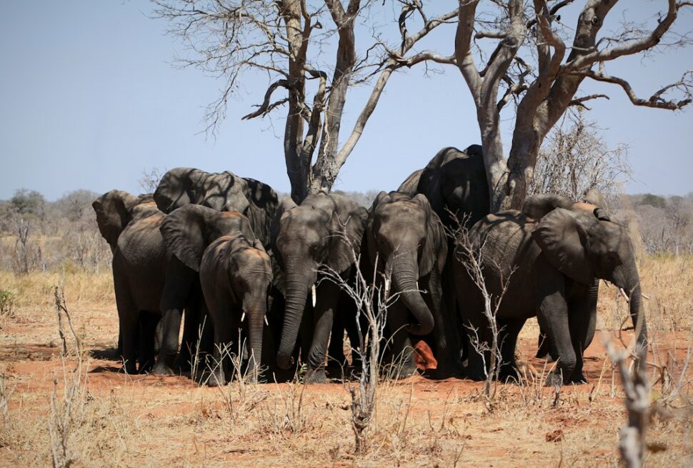 Botswana safari – a herd of elephants looking for shade in Chobe National Park