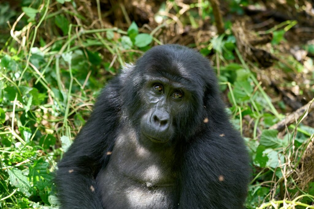 Bwindi gorilla trekking – a female mountain gorilla in Bwindi Impenetrable Forest National Park, Uganda