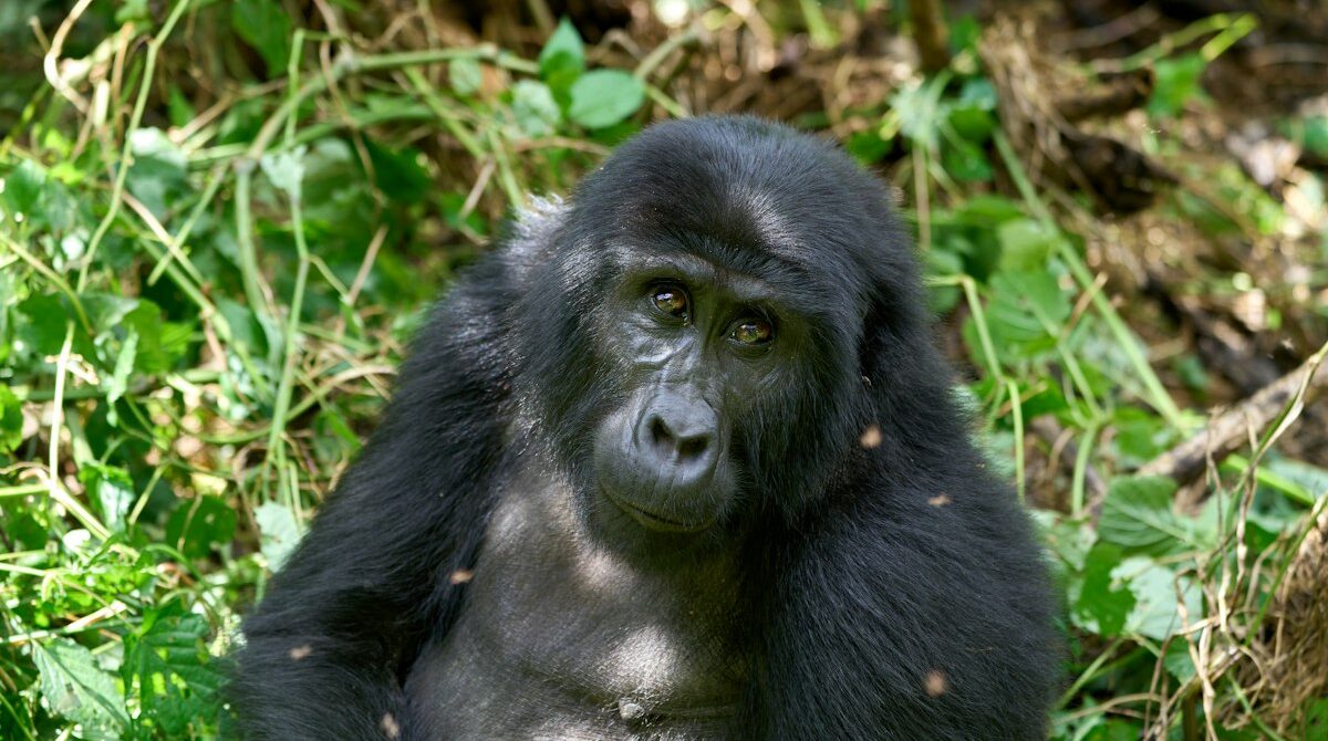 Bwindi Gorilla Trekking: Permits, Sectors, Costs and Tips