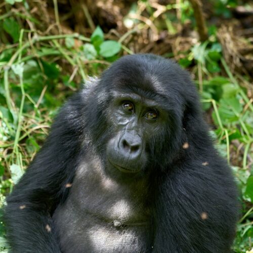 Bwindi gorilla trekking – a female mountain gorilla in Bwindi Impenetrable Forest National Park, Uganda