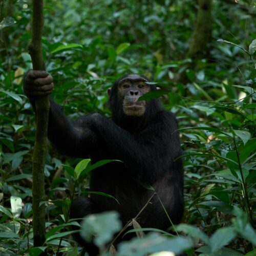 Chimpanzee in the dense forest of Kibale